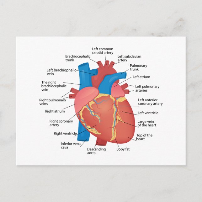 Cartes Pour Fêtes Annuelles Anatomie du coeur humain (Devant)