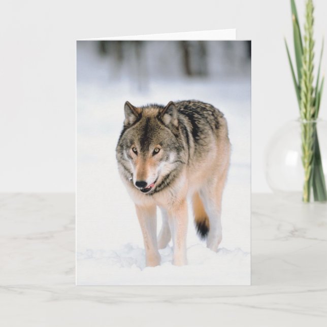 Cartes Pour Fêtes Annuelles Animal À L'Extérieur Dans La Neige (Devant)