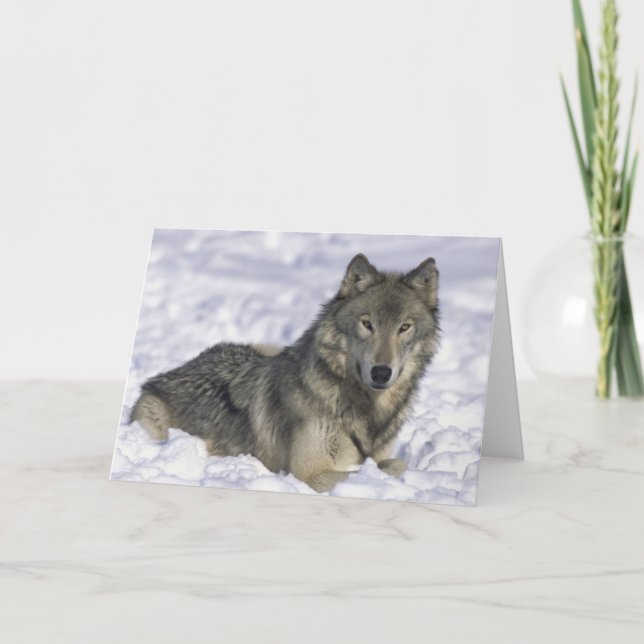 Cartes Pour Fêtes Annuelles Animal En Neige (Devant)