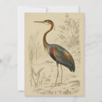 Antique Purple Heron Travers Edouard Imprimer