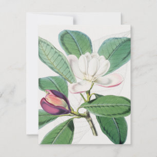 Cartes Pour Fêtes Annuelles Aquarelle Botanique Blanc Magnolia & Feuilles vert