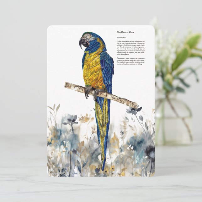 Cartes Pour Fêtes Annuelles Aquarelles de Macaw à couche bleue en voie de disp (Debout devant)