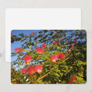 Cartes Pour Fêtes Annuelles Arbre de soie persan