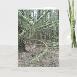 Cartes Pour Fêtes Annuelles Arbres Mousses Dans La Forêt Galloise 2025