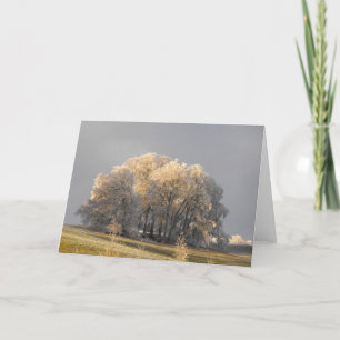 Cartes Pour Fêtes Annuelles Arbres par un matin de gelée