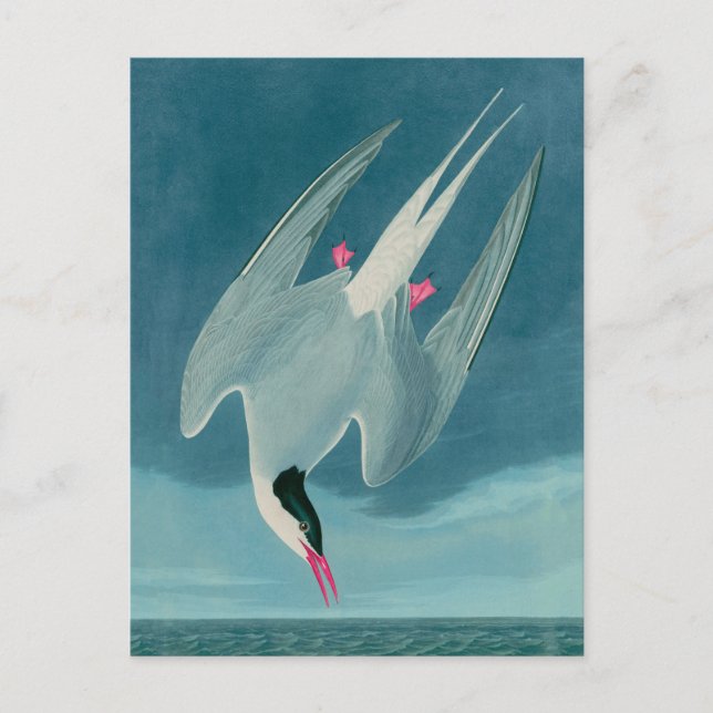 Cartes Pour Fêtes Annuelles Arctic Tern Birds of America Audubon (Devant)