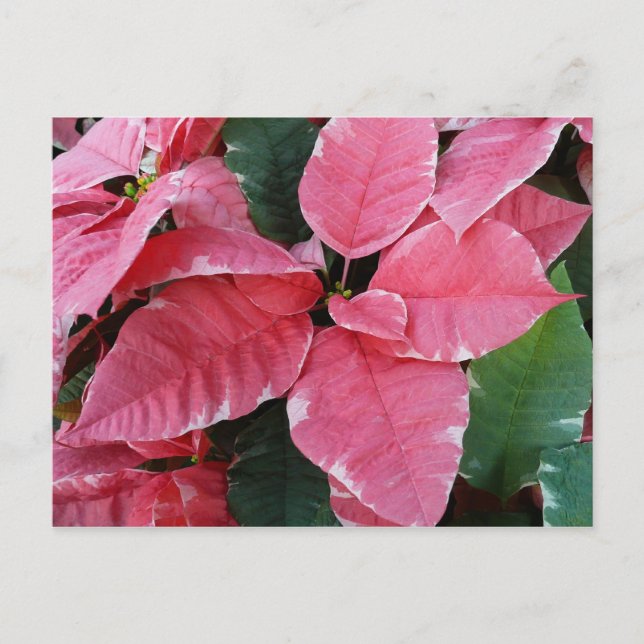 Cartes Pour Fêtes Annuelles Argent Star Marbre Poinsettias Pink Holiday Floral (Devant)