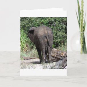Cartes Pour Fêtes Annuelles Arrière de l'éléphant