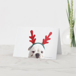 Cartes Pour Fêtes Annuelles arrière - plan blanc, bouledogue masculin blanc,