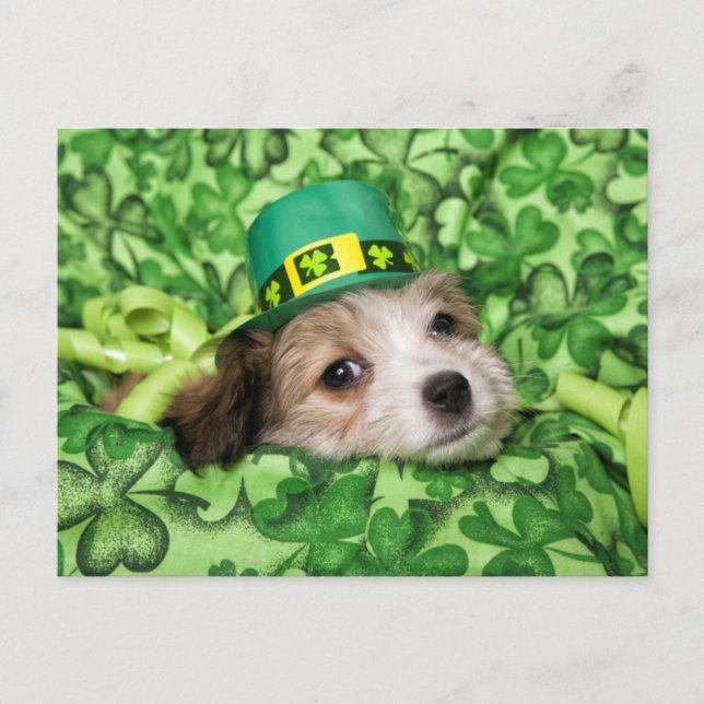 Cartes Pour Fêtes Annuelles Arrière - plan chiot irlandais mignon (Devant)