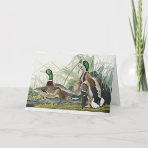 Cartes Pour Fêtes Annuelles Art animalier vintage d'Audubon représentant un ca