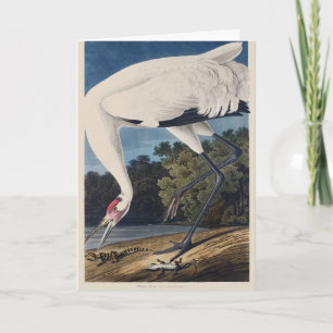 Cartes Pour Fêtes Annuelles Art de la nature sur l'oiseau Grue de Whooping Aud