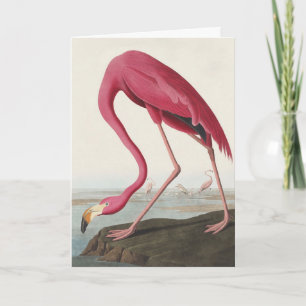 Cartes Pour Fêtes Annuelles Art vintage d'Audubon sur le flamant rose américai