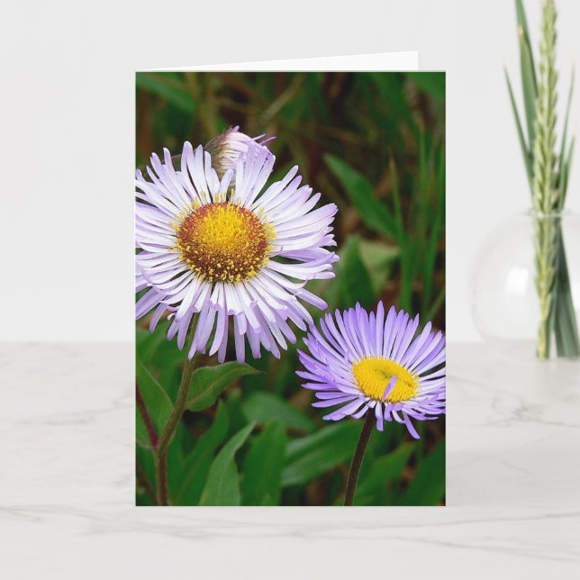 Cartes Pour Fêtes Annuelles Asters (Devant)