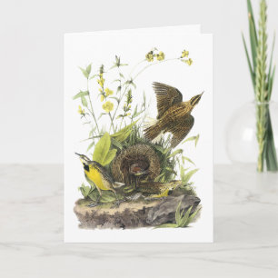 Cartes Pour Fêtes Annuelles Audubon Meadowlard oriental