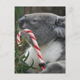 Cartes Pour Fêtes Annuelles Australie Noël Koala Bear