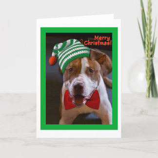 Cartes Pour Fêtes Annuelles Ayez Noël de pitbull