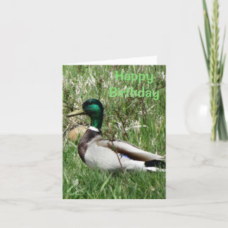 Cartes Pour Fêtes Annuelles B55 Duck de canard Drake Greenhead dans l'herbe