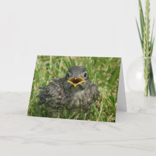 Cartes Pour Fêtes Annuelles Baby Bluebird Toutes les occasions Blank Inside Sa