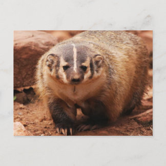 Cartes Pour Fêtes Annuelles Badger