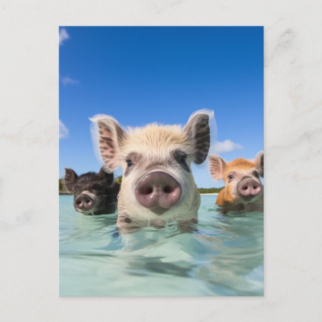 Cartes Pour Fêtes Annuelles Bahamas Swimming Pig 2024 (Devant)