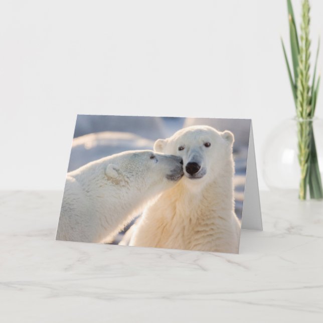 Cartes Pour Fêtes Annuelles Baiser de l'ours polaire (Devant)