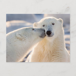 Cartes Pour Fêtes Annuelles Baiser de l'ours polaire