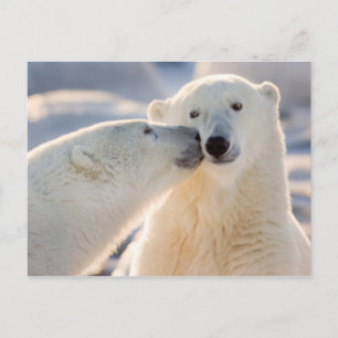 Cartes Pour Fêtes Annuelles Baiser de l'ours polaire