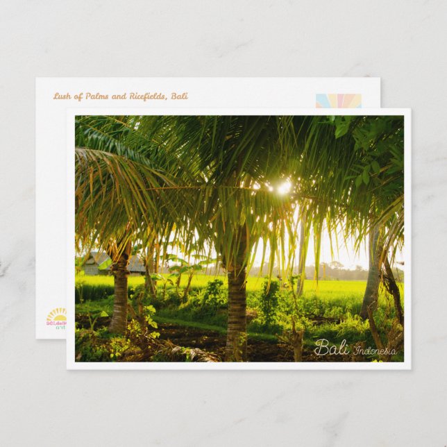Cartes Pour Fêtes Annuelles Bali Palm Trees & Ricefield Postcard (Devant / Derrière)