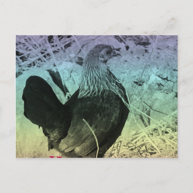 Cartes Pour Fêtes Annuelles Bantam Hen Pâques (Devant)