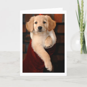 Cartes Pour Fêtes Annuelles Bas de Noël de chiot de golden retriever