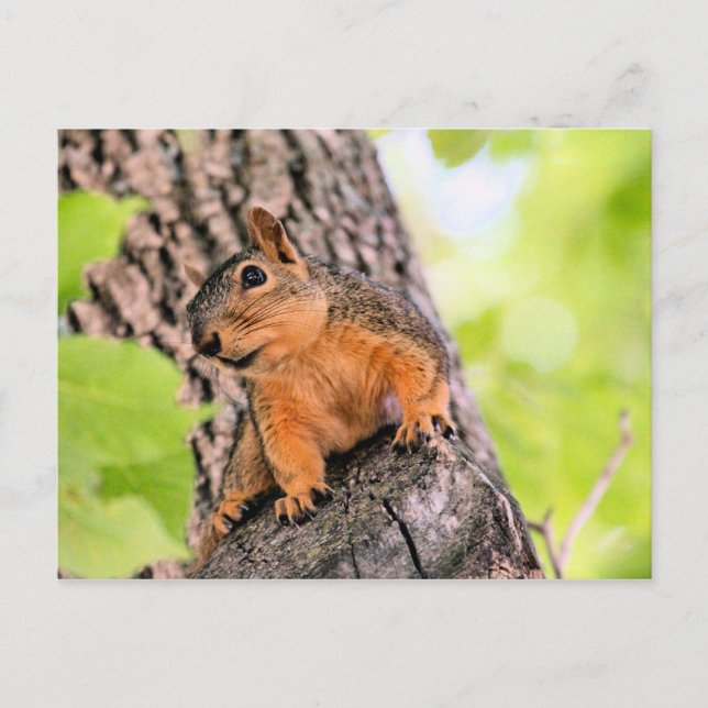 Cartes Pour Fêtes Annuelles Bashful (Devant)