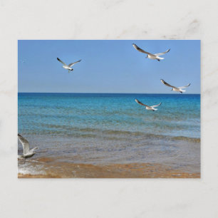Cartes Pour Fêtes Annuelles Beach and Seagulls