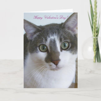 Cartes Pour Fêtes Annuelles Beau chat gris et blanc-Saint-Valentin