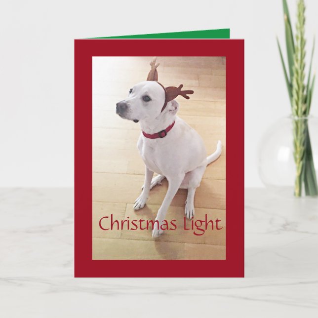 Cartes Pour Fêtes Annuelles Beau Chien de rennes blancs Chien rouge Noël (Devant)