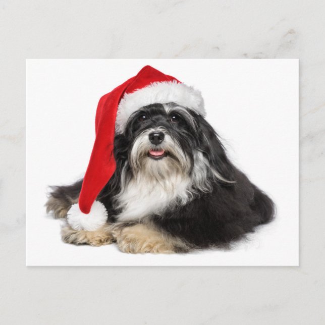 Cartes Pour Fêtes Annuelles Beau Chien Havanais de Noël avec chapeau de Père N (Devant)