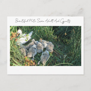 Cartes Pour Fêtes Annuelles Beau cygne tuberculé adulte et cygnets