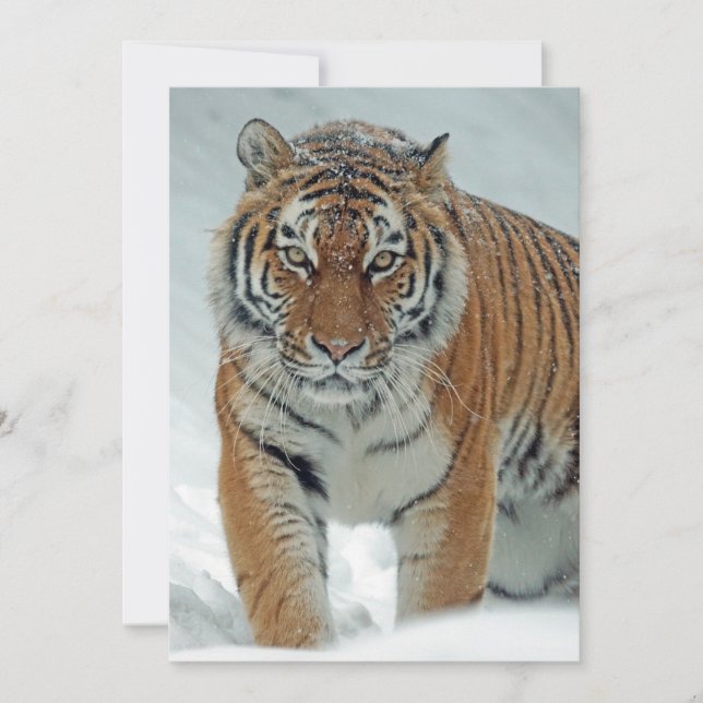 Cartes Pour Fêtes Annuelles Beau tigre en neige (Devant)