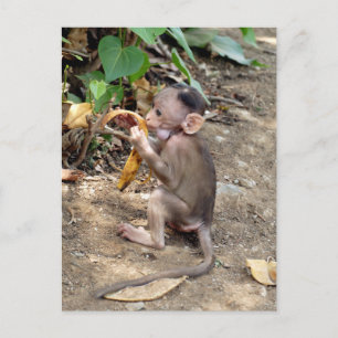 Cartes Pour Fêtes Annuelles Bébé singe