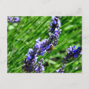 Cartes Pour Fêtes Annuelles Bee foraging on lavender in the Drôme provencale