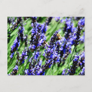 Cartes Pour Fêtes Annuelles Bee foraging on lavender in the Drôme provencale