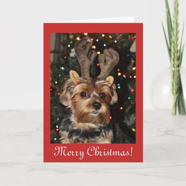Cartes Pour Fêtes Annuelles Bénédictions de Noël, chiot de chien de terrier de (Devant)