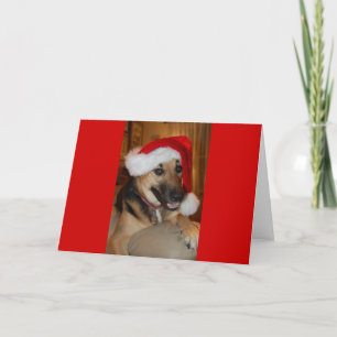 Cartes Pour Fêtes Annuelles Berger allemand de Noël