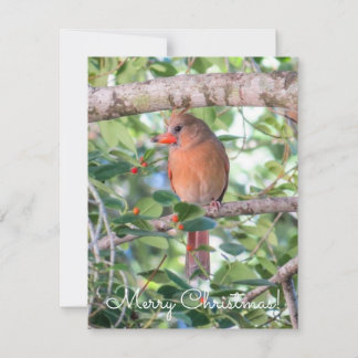 Cartes Pour Fêtes Annuelles Bernadette Christmas