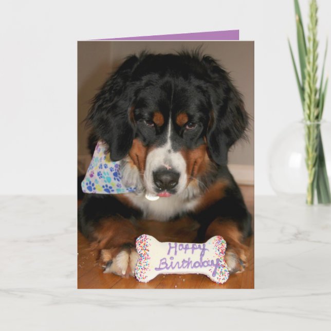 Cartes Pour Fêtes Annuelles Bernese Mountain Dog Anniversaire (Devant)