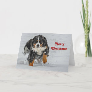Cartes Pour Fêtes Annuelles Bernese Mountain Dog Photo de neige Noël