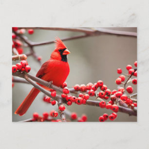 Cartes Pour Fêtes Annuelles Berries de la forêt cardinale rouge