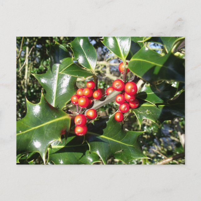 Cartes Pour Fêtes Annuelles Berries de Noël Holly Tree (Devant)