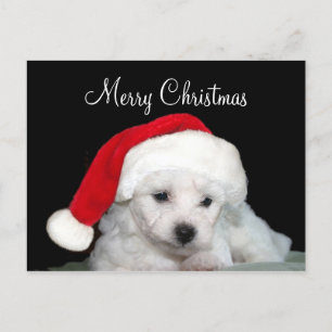 Cartes Pour Fêtes Annuelles Bichon Frise Christmas