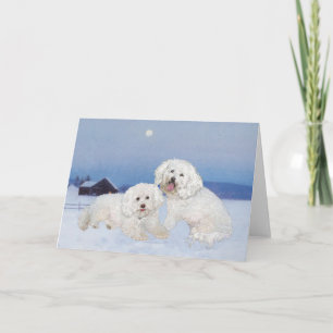 Cartes Pour Fêtes Annuelles Bichon Frise Décembre Soirée